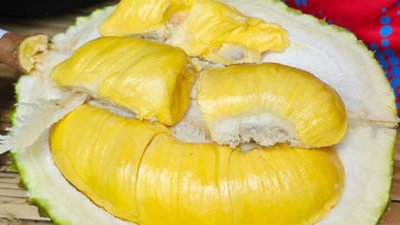 Durian Mas: Legenda Rasa yang Menggoda di Jantung Cilacap
